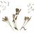 Botanical Drawing