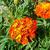 Tagetes patula
