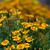 Tagetes tenuifolia
