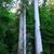 Taiwania cryptomerioides