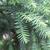 Taiwania cryptomerioides