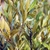 Close-up of leafy branches and lanceolate leaves