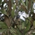 close-up of foliage and blackish, globose fruits