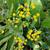 Tanacetum balsamita