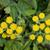 Tanacetum balsamita