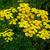 Tanacetum vulgare
