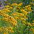 Tanacetum vulgare