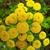 Tanacetum vulgare