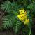 Tanacetum vulgare