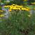 Tanacetum vulgare