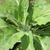 Form consisting of a crown of green elongated leaves in April.
