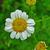 Tanacetum parthenium