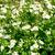Tanacetum parthenium