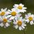 Tanacetum parthenium
