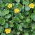 Nymphoides pelatum