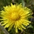 Close up of flower.