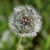 Seed Head Closeup - April - Warren Co., NC