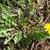 Rosette of leaves and a single flower.