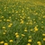 Growing in a field