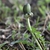 Bud in March - Warren County, NC
