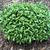 Artemisia dracunculus