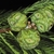 Needled foliage & globose seed cones