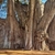Enormous, thick-trunk tree in a town plaza.