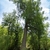 A large, narrow conifer in a garden setting.