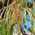 Needled foliage & dangling pollen cones.