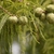 Branchlets with needles & groups of spheroidal cones.