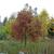 Taxodium distichum