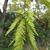 Taxodium distichum