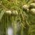 Taxodium distichum