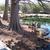 Taxodium distichum knees