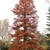 Large, erect, pyramidal conifer with dead brown leaves.