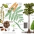 Color illustrations of the technical details of this species.
