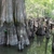 Rounded stump-like structures growing out of the water