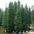 A stand of narrow conifers growing in water.