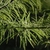 Leafy shoots showing mix of scale & needle-like leaves