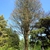 Form
