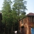 4 tall upright conifers growing between 2-story buildings