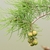 Branchlets with scale leaves & globose seed cones.