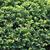 Taxus cuspidata