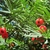 Leafy shoots & red, fleshy cupules surrouding the seeds