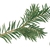 Taxus