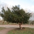 Large, wind-swept shrub/tree.