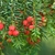 Leafy shoots & red, fleshy cupules surrouding the seeds
