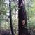 Taxus brevifolia