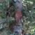 Taxus brevifolia