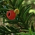 Female cones are red and fleshy.